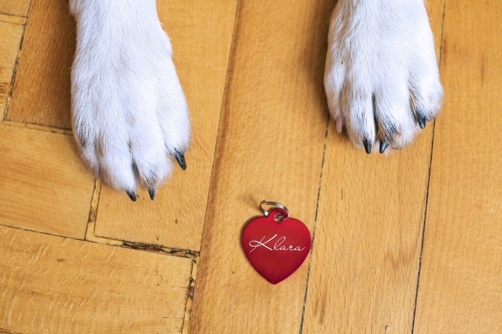 Medagliette per cani personalizzate: perché sono importanti (e belle!)